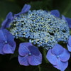 hydrangea