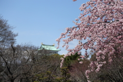 鯱鉾の花見