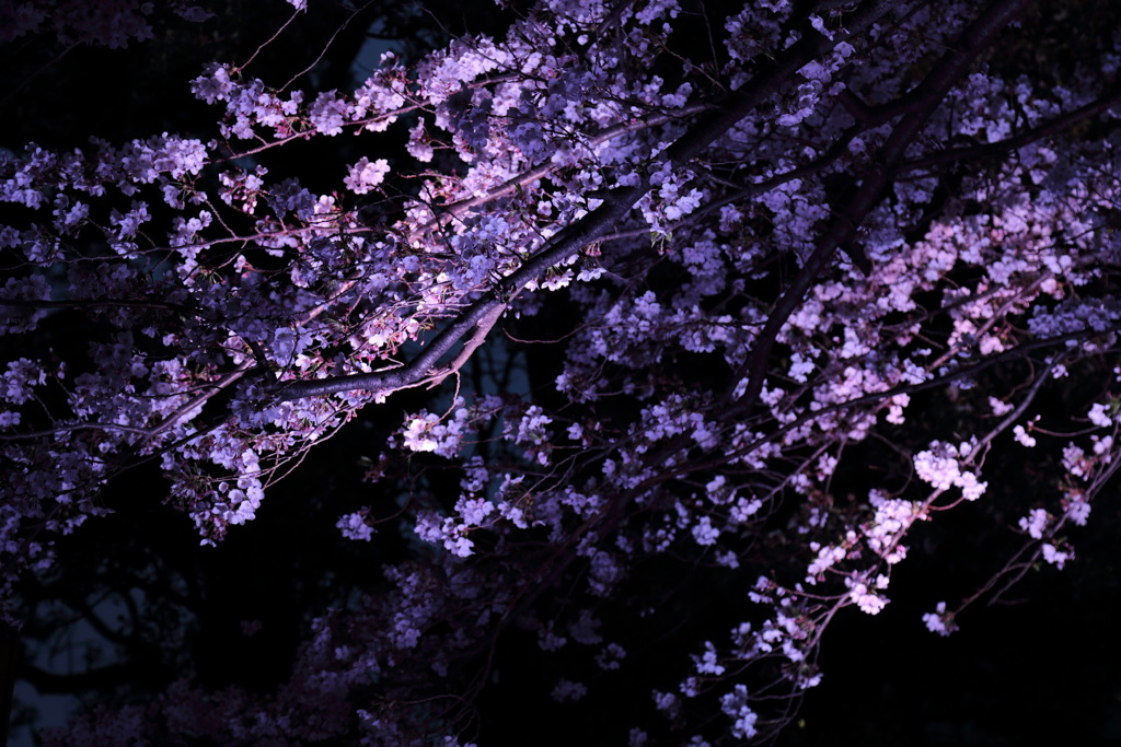 お七