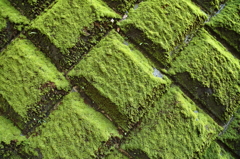 moss wall