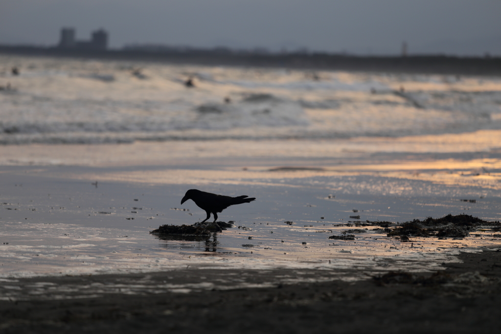 カラス鳴かず、海啼く。