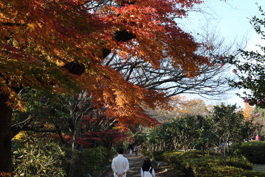 父と娘のもみじ路