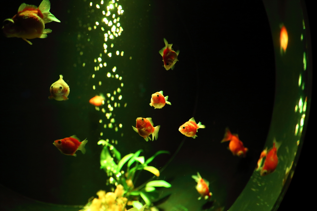 妖精金魚