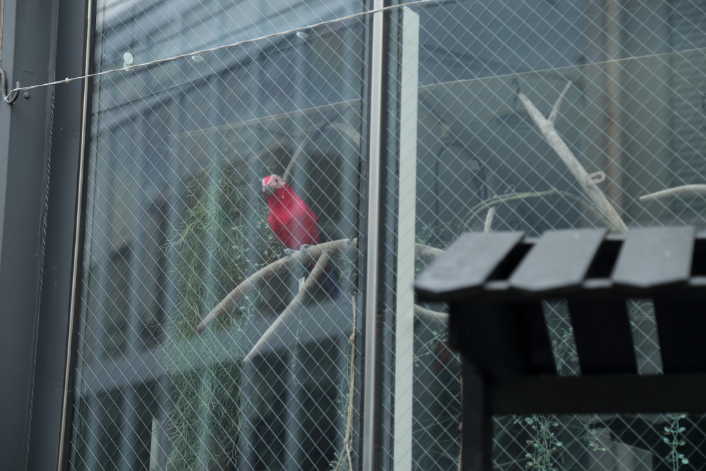 飛び方を忘れた小さな鳥