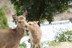 かまって