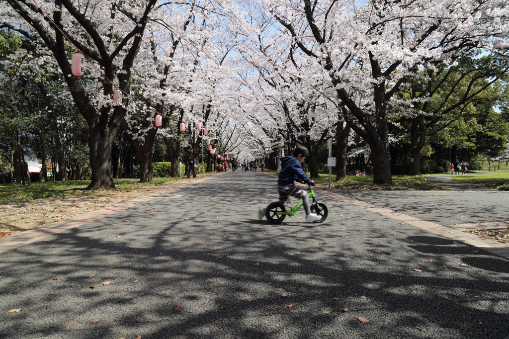 桜断