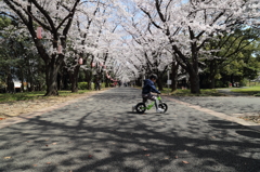 桜断