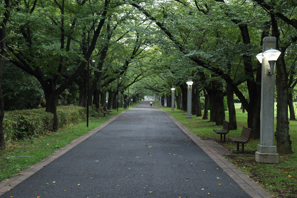 夏の桜並木