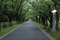 夏の桜並木