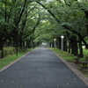 夏の桜並木