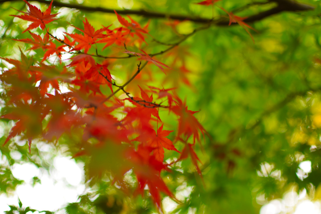 紅葉