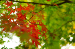 紅葉