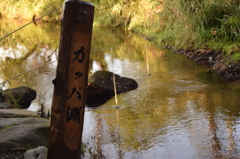 エサは特上のきゅうりです。