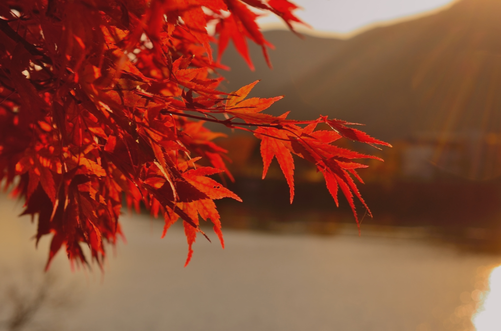 夕陽に照らされて