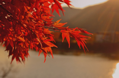 夕陽に照らされて
