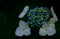 紫陽花⑥
