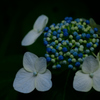 紫陽花⑥
