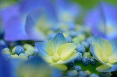 紫陽花①