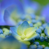 紫陽花①