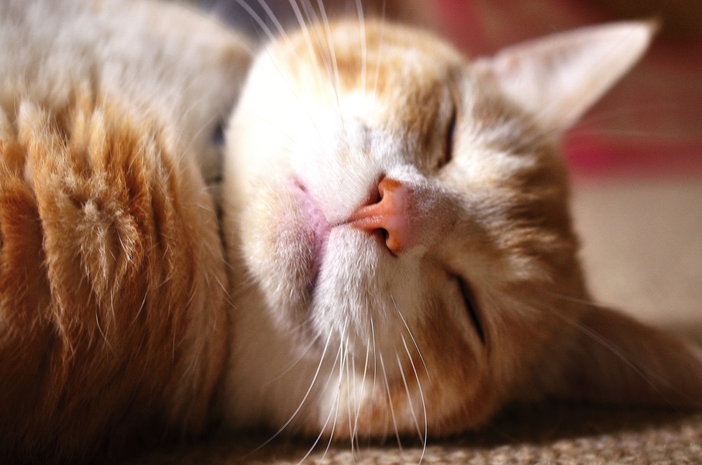 すやすや(-_-)゜zzz…