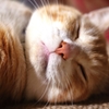 すやすや(-_-)゜zzz…