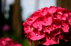 紫陽花④