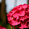 紫陽花④