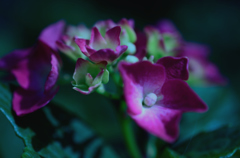 紫陽花②