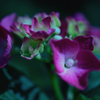 紫陽花②