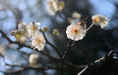 梅の花