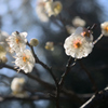 梅の花