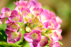 紫陽花⑧