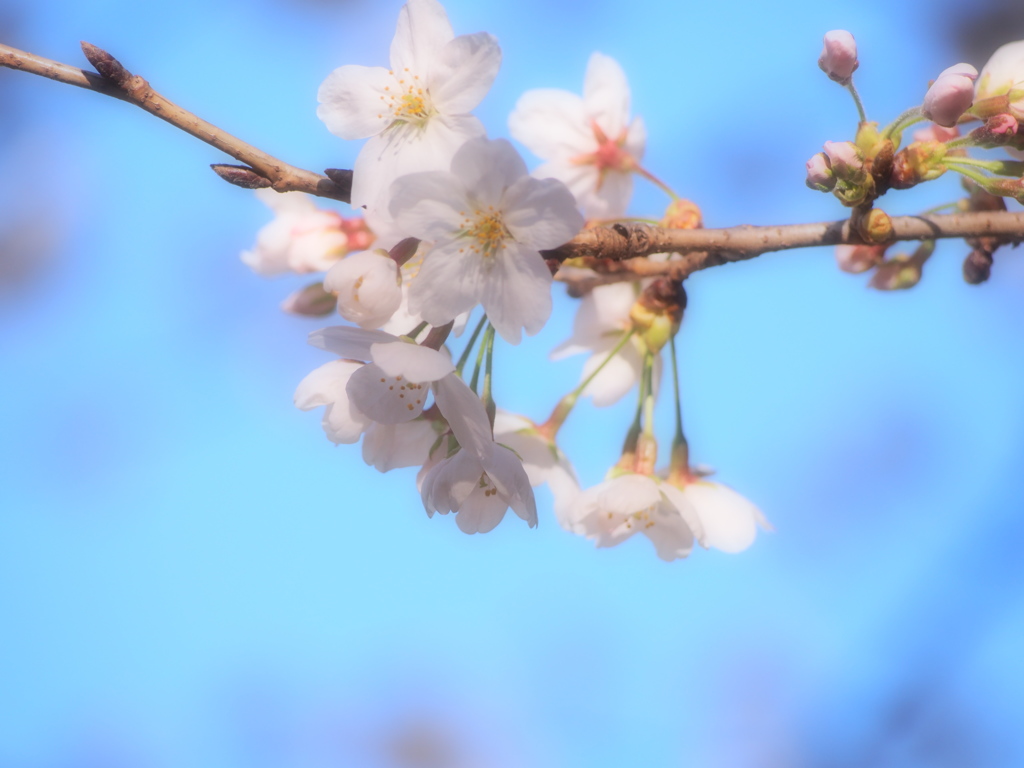 桜①