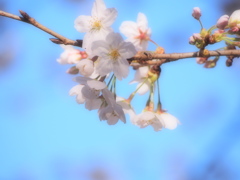 桜①
