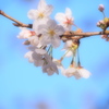 桜①