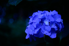 紫陽花⑦