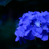 紫陽花⑦