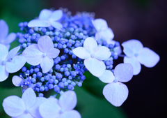 紫陽花⑨