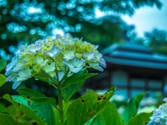 紫陽花
