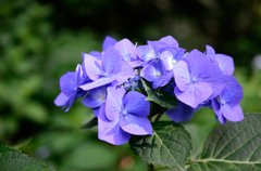 紫陽花⑤