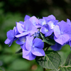 紫陽花⑤