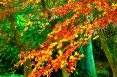 紅葉