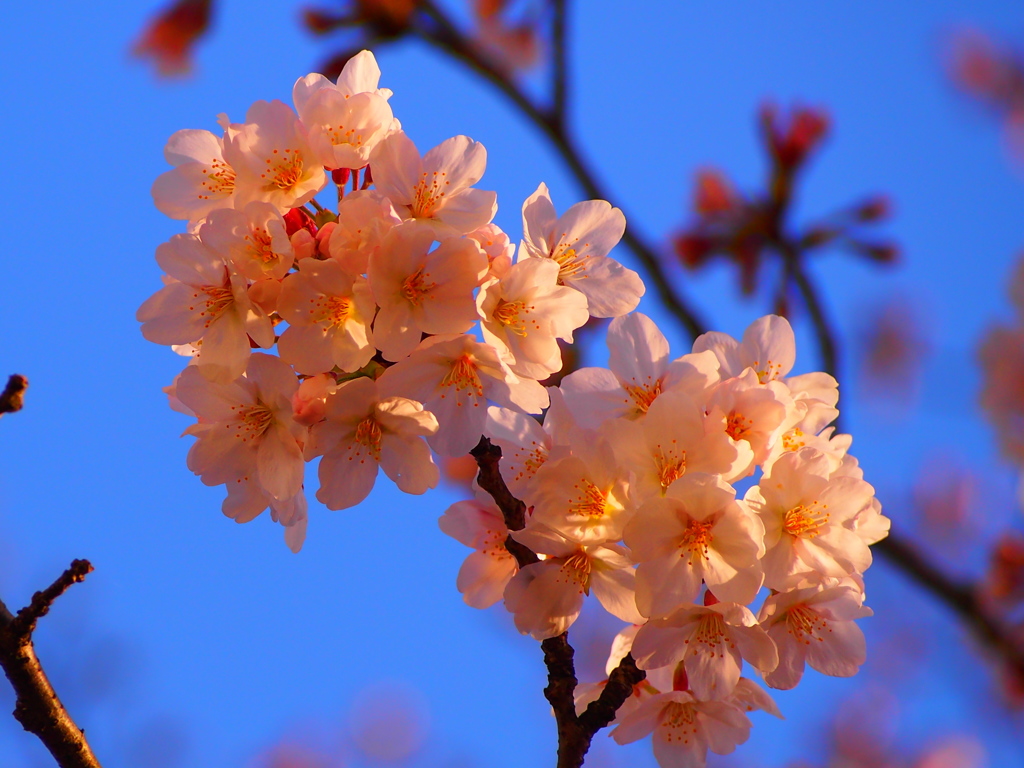 桜②