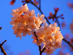 桜②