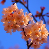 桜②