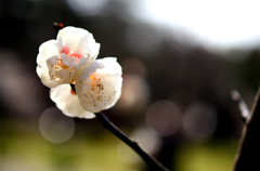 白梅