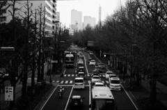 街路樹