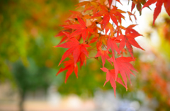 紅葉