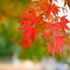 紅葉