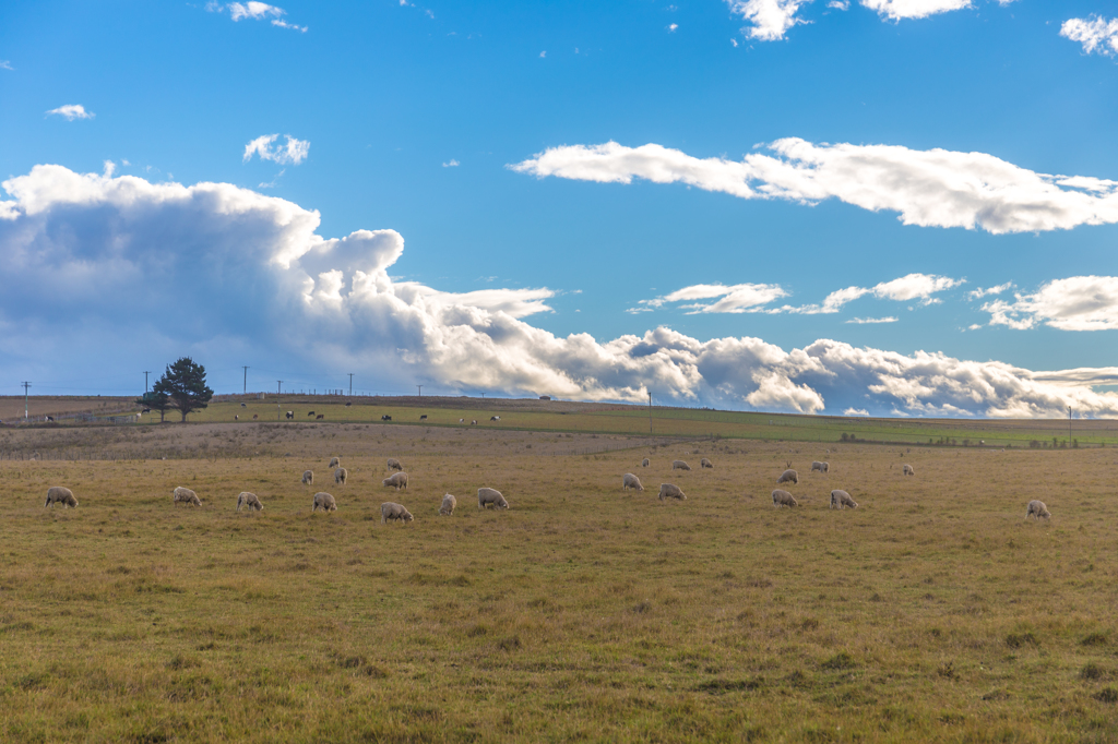 stock farm